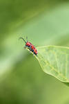 Red Bug by CASPER1830