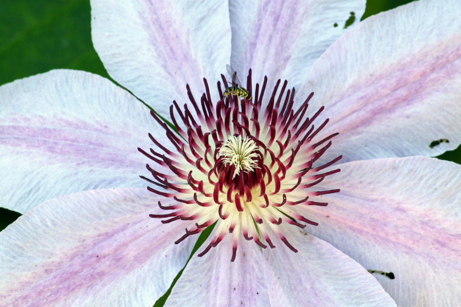 Clematis