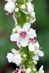 White and Pink Flowers by CASPER1830