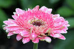 Pink Daisy by CASPER1830