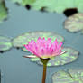 Water Lily