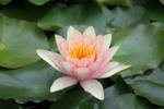 Pale Pink Water Lily by CASPER1830