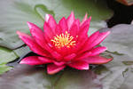 Pink Water Lily by CASPER1830