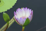 Purple Water Lily by CASPER1830