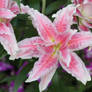 Oriental Lily