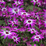 Hybrid Cineraria