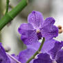 Vanda Orchid