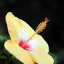 Hibiscus Profile