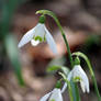 Snowdrops