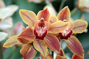 Orchid