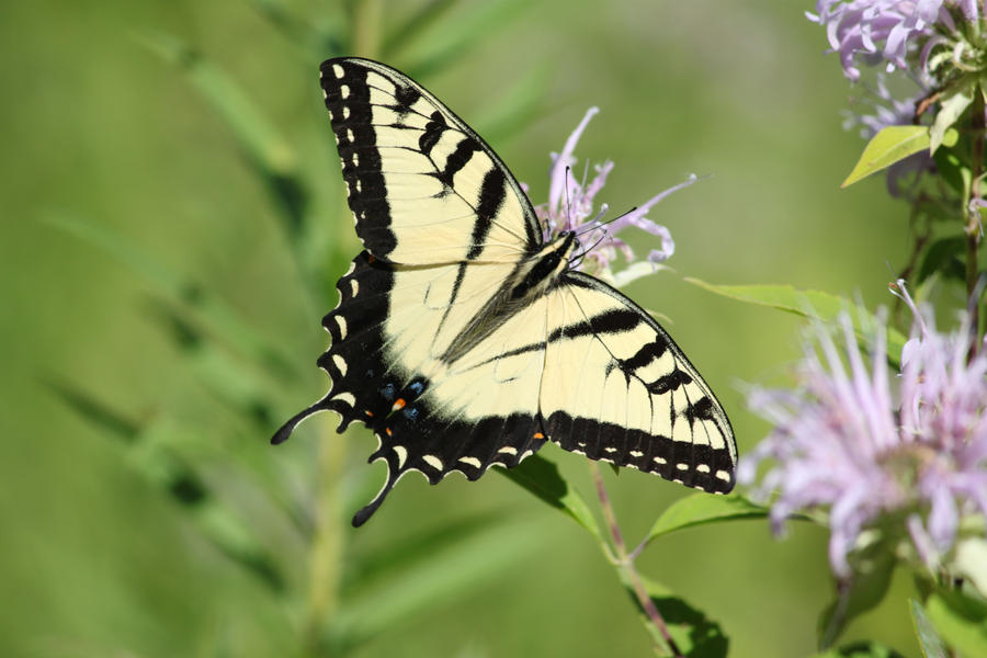 Swallowtail