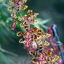 Wildcat Orchid