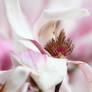 tulip magnolia