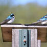 Tree Swallows