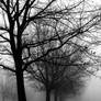 Foggy Morning BlackandWhite