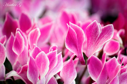 Cyclamen