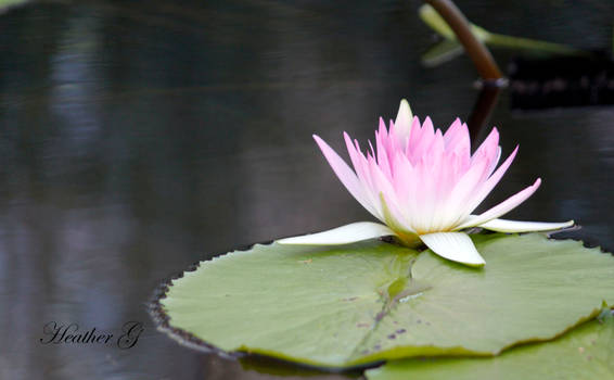 Pink Water Lily