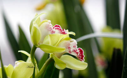 orchid profile