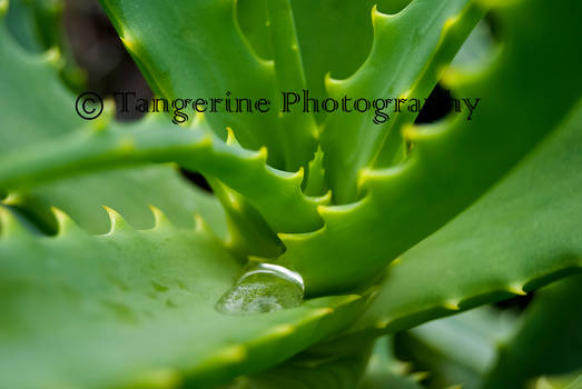 A Bit of Aloe 2