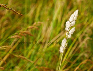 Fields of the Forgotten