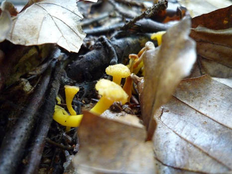 Little yellow mushrooms