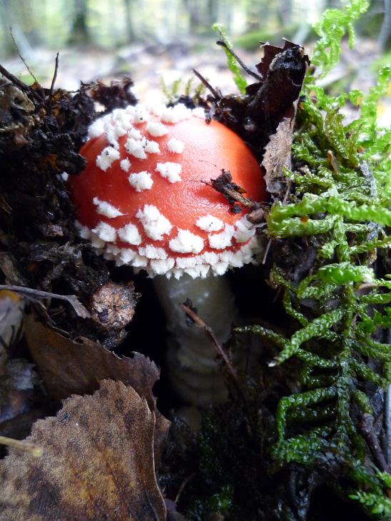 Fly Agaric Still Growing