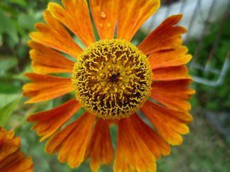 Orange flower