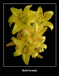 Yellow lilys