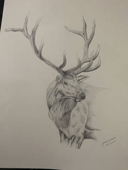 elk drawing