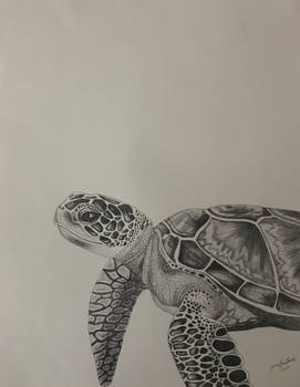 turtle drawing