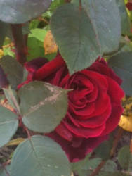 Hidden Red Rose