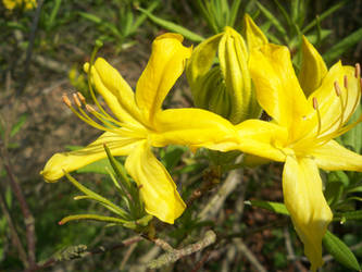 Honeysuckle