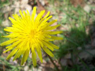 Dandelion