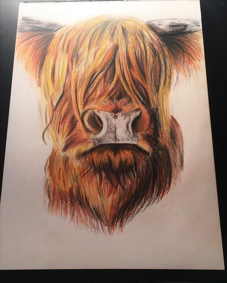 Highland Cow