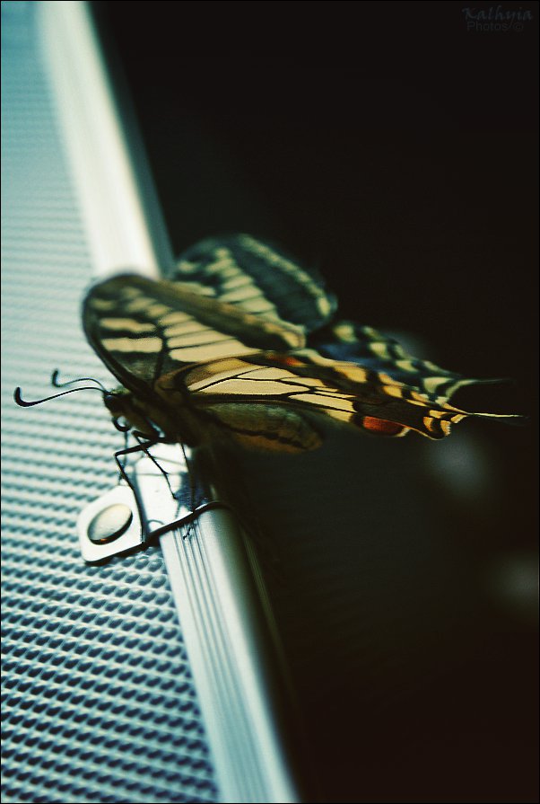 Papilio Machaon II