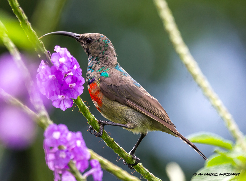 Juvenile greater double collared sunbird by iandam on DeviantArt