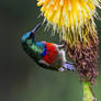 Greater double collared sunbird