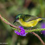 Female collared sunbird