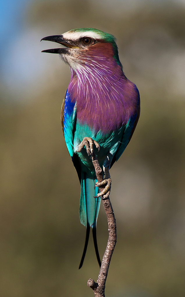 Lilac breasted roller