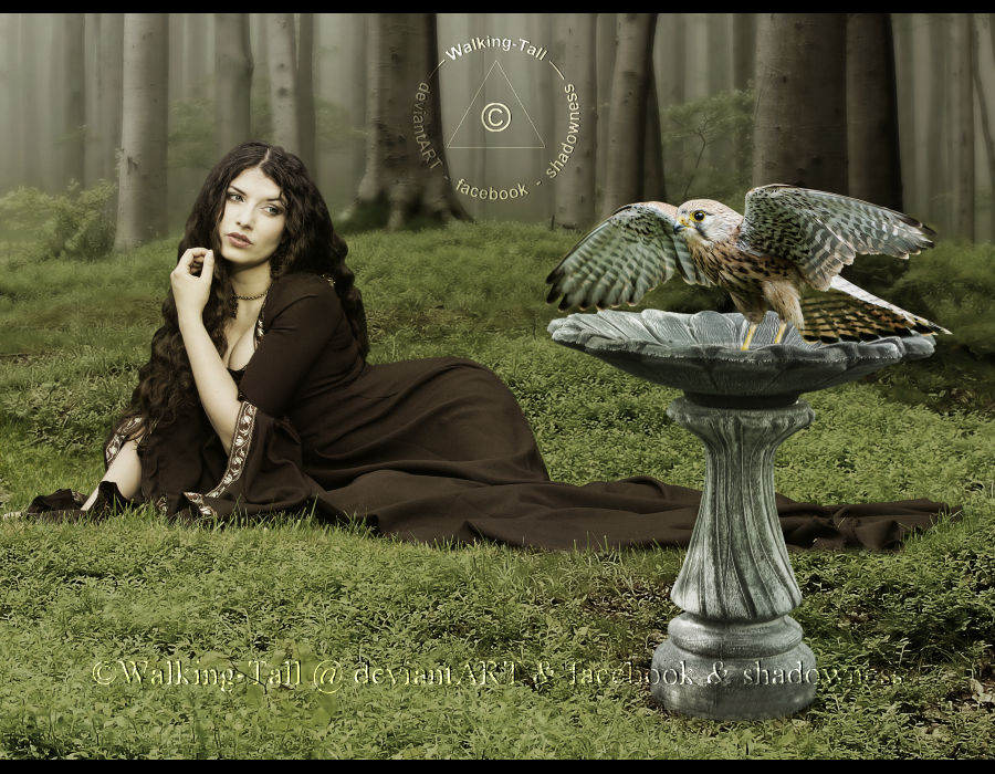 Kestral by Walking-Tall Kestral by Walking-Tall