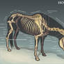 Horse Skeleton