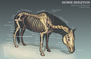 Horse Skeleton