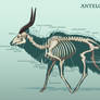 Antelope