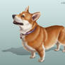 Corgi render