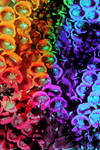 fox glove rainbow by reesy1080