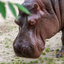 Hippopotamus#2