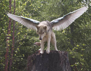 Winged Wolf