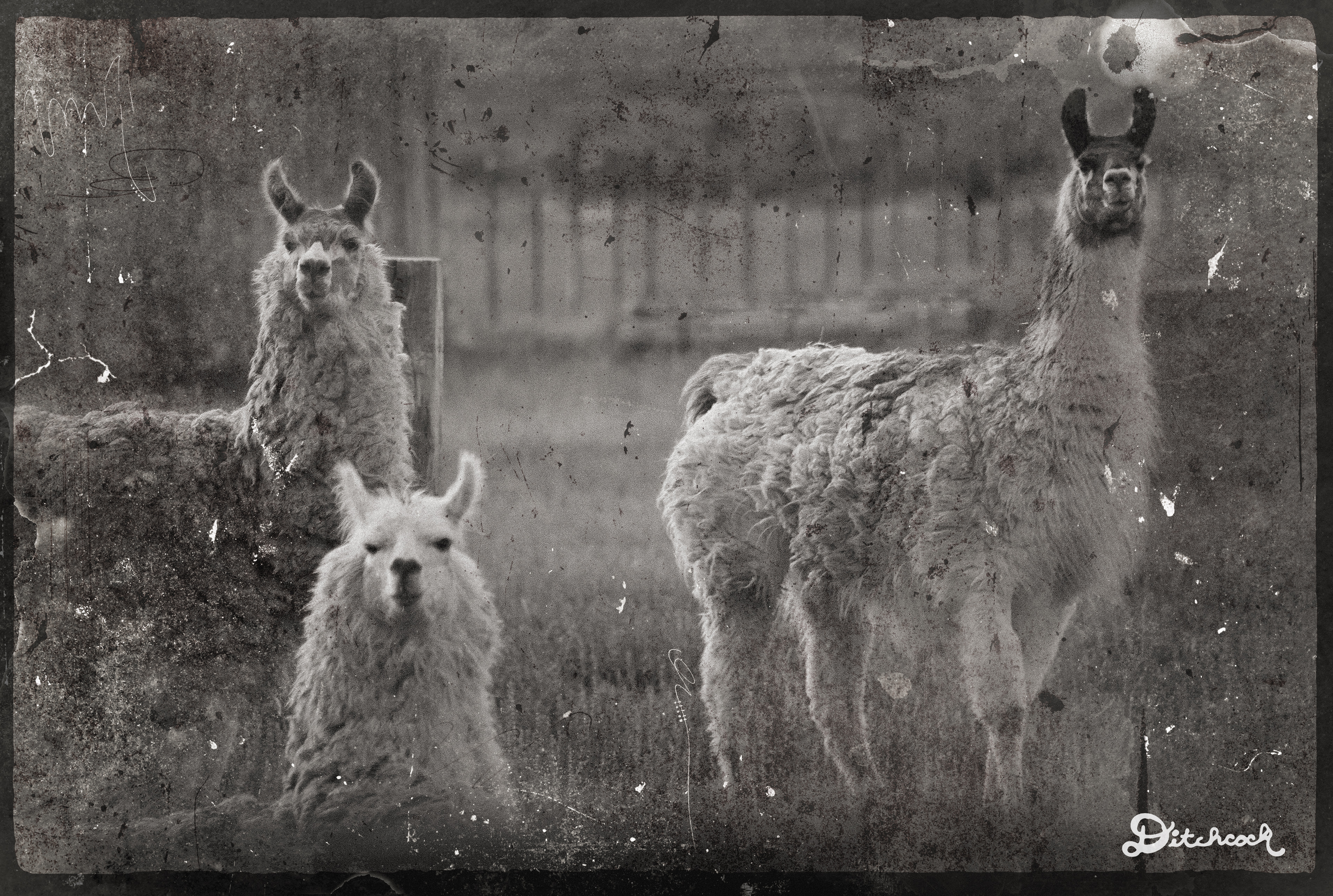 Llamas