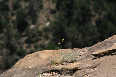 Tiny beautiul flowers at Grand Canyon