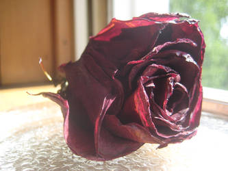 faded rose 1